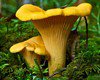 Грибникам на заметку: грибной сезон продлится до конца октября